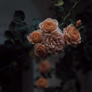 裸体比基尼美女虑待尿口
