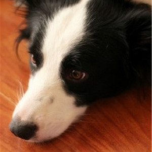 裸体比基尼美女虑待尿口
