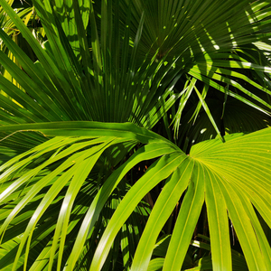 裸体比基尼美女虑待尿口
